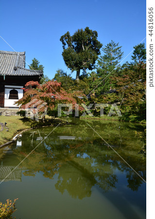 Kodaiji temple open mouth Kodaiji temple open mouth 44816056