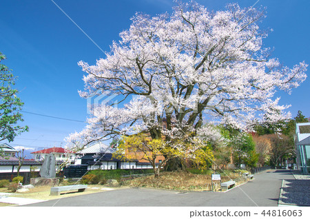 一朵櫻花 - 主要公主Edohigan(Anzitomi Sakura) 一朵櫻花 - 主要公主Edohigan(Anzitomi Sakura) 44816063