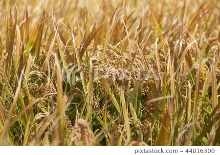 Rice, harvest, harvest 44816300