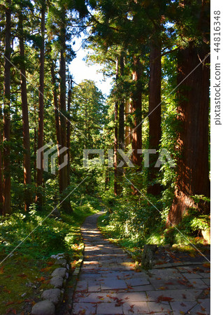 Hakuroyama cedar lined trees Hakuroyama cedar lined trees 44816348