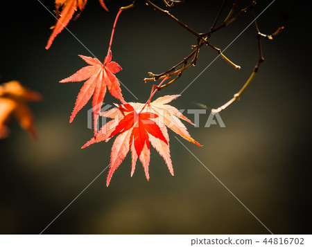 Courtship of colored leaves 44816702