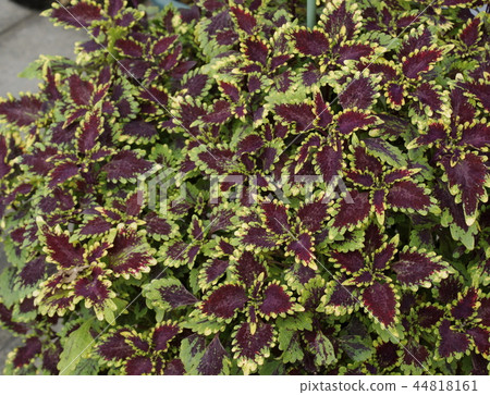 錦紫蘇綠色深紅棕色 錦紫蘇綠色深紅棕色 44818161