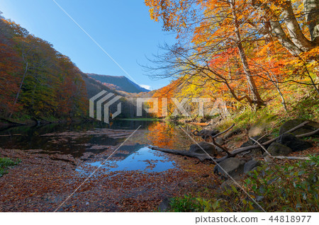 [Towada City, Aomori Prefecture] The tour of the autumn Saginuma passes through the middle of the fiery autumn leaves. Here is Naganuma 44818977