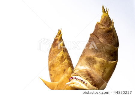Bamboo shoots 44820237