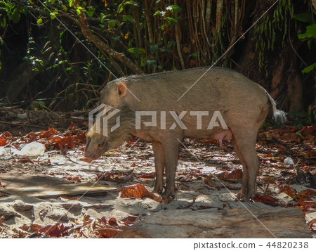 Wild Boar on a Malaysian Island 44820238