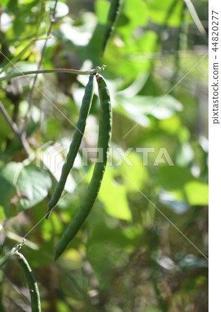 豇豆果實 44820277