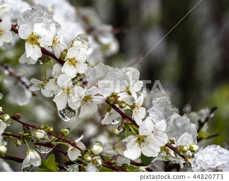 在雪楊柳堆的雪 44820773