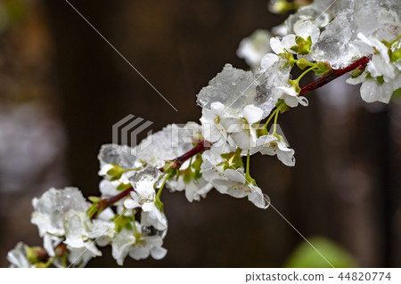 在雪楊柳堆的雪 44820774