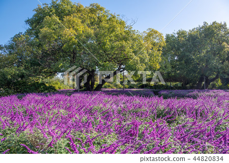 Ashikaga Flower Park Amethyst Sage Ashikaga Flower Park Amethyst Sage 44820834