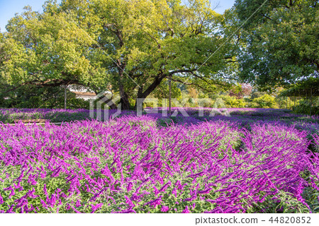 Ashikaga Flower Park Amethyst Sage Ashikaga Flower Park Amethyst Sage 44820852