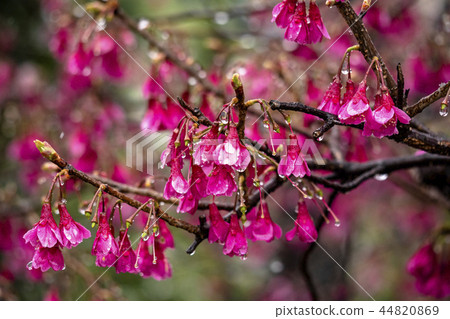 Snow and Samu Sakura 44820869