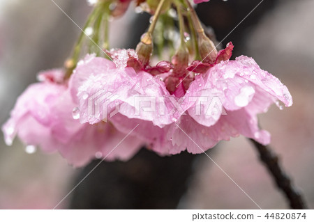 Snow and Samu Sakura 44820874