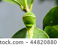 Namiageha 5th instar larva (front) Namiageha 5th instar larva (front) 44820880