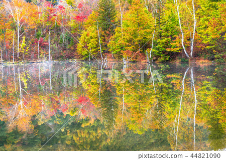 《Nagano Prefecture》Norikura Plateau/Maimenoike 《Autumn》 44821090