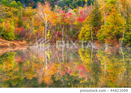 《長野縣》 Norikura高原/舞名池《秋天》 44821099