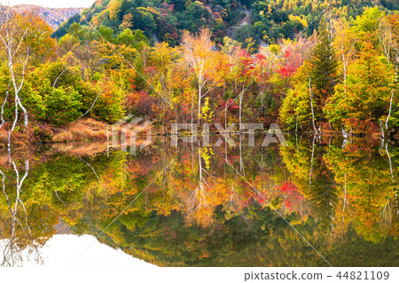 《長野縣》 Norikura高原/舞名池《秋天》 44821109