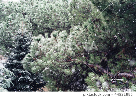 Snow background with branches of pine tree Snow background with branches of pine tree 44821995