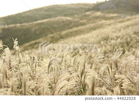 和歌山縣有田川町/喜木野町原始石高原日本蒲葦 和歌山縣有田川町/喜木野町原始石高原日本蒲葦 44822028