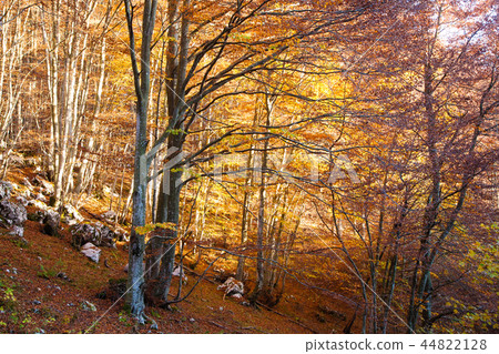 Trees in autumn season background 44822128
