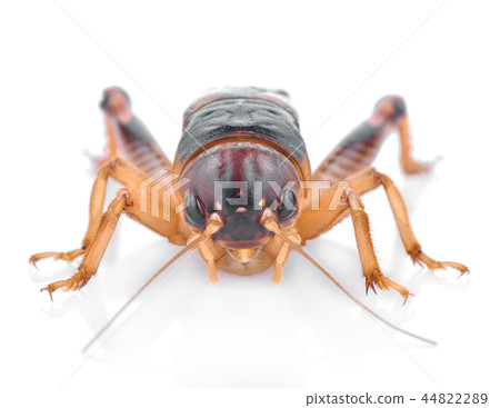 gryllidae on a white background. gryllidae on a white background. 44822289
