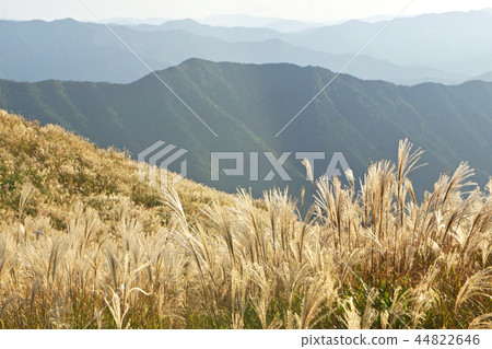和歌山縣有田川町/喜木野町原始石高原日本蒲葦 和歌山縣有田川町/喜木野町原始石高原日本蒲葦 44822646