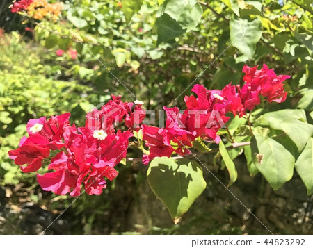 Vivid flowers taken on Cebu island 44823292