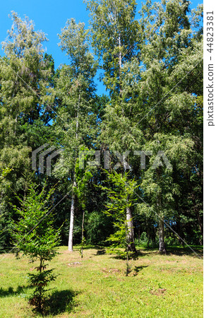 Beech and birch trees in summer green grassy park Beech and birch trees in summer green grassy park 44823381