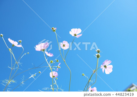 開花在Hirase河的河沿的波斯菊花 44823419