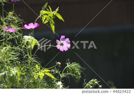 開花在Hirase河的河沿的波斯菊花 44823422