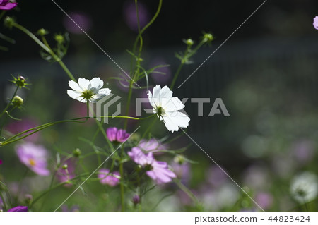 Cosmos flower blooming on the riverside of the Hirase River Cosmos flower blooming on the riverside of the Hirase River 44823424