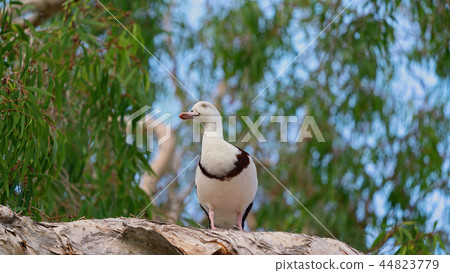 Radjah Shelduck Commonly Known As Burdekin Duck 44823779