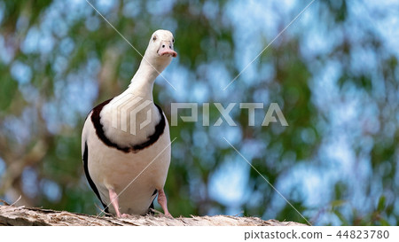 Radjah Shelduck Commonly Known As Burdekin Duck Radjah Shelduck Commonly Known As Burdekin Duck 44823780