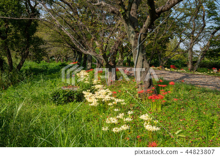 Sakitama Kofune Park Higanbana 100日本歷史公園埼玉縣Yukuda市 44823807