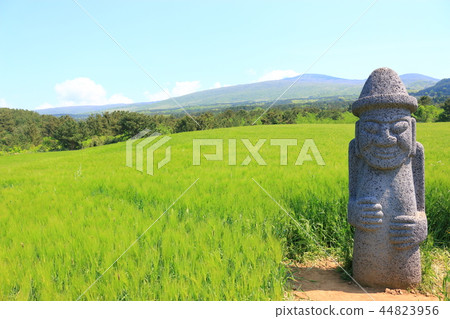 Dolhulbang, Cheongbori, Barley Dolhulbang, Cheongbori, Barley 44823956