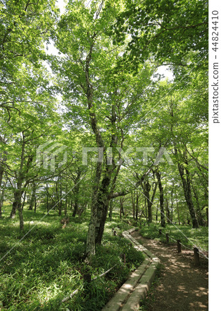 Odaigahara森林浴 Odaigahara森林浴 44824410