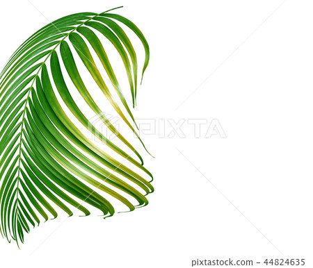 green palm leaf isolated on white background 44824635