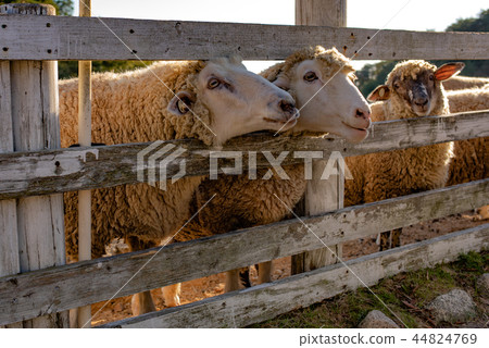 綿羊（牧場） 44824769