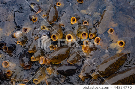 鯉魚的情節 44824770