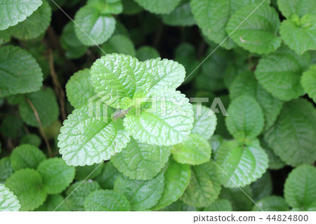 Green mint leaves fresh raw for background Green mint leaves fresh raw for background 44824800