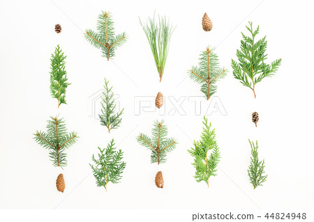 Christmas background of winter trees on white 44824948