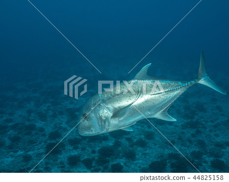 Rowiniaji Rowiniaji 44825158