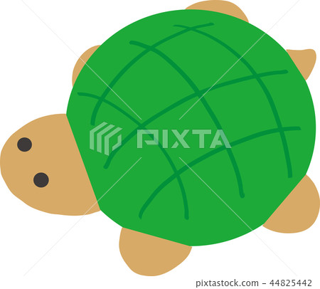 Melon-like turtle 44825442