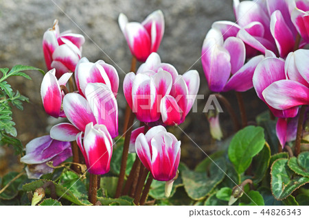 Garden cyclamen 44826343