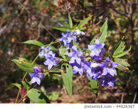 Dragon Flower (Koyama / Ogawa-machi, Hiki-gun, Saitama Prefecture) 44826367