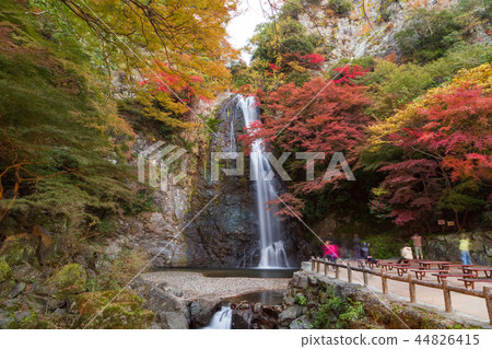 Waterfall of Minoo in autumn Waterfall of Minoo in autumn 44826415