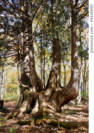 Hakuba Iwatake Mountain Resort Autumn Cats of the Forest Cats of the Giant Tree Kita-Azumi-gun Hakuba Village Hakuba Iwatake Mountain Resort Autumn Cats of the Forest Cats of the Giant Tree Kita-Azumi-gun Hakuba Village 44826660