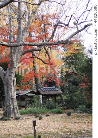 菊園花園的秋葉 44826690