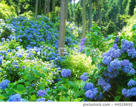 繡球花一邊 44826692