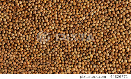 Closeup detail photo coriander Coriandrum sativum 44826771