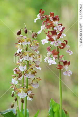 地球Ebine自然背景 44826808